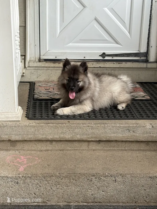 Rocco – Keeshond puppy for sale in Pine Grove, PA