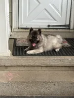 Rocco, a male Keeshond for sale in Pine Grove, PA – 1 of 4