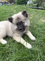 Liberty, a female Keeshond for sale in Pine Grove, PA – 3 of 3