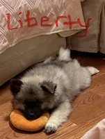 Liberty, a female Keeshond for sale in Pine Grove, PA – 2 of 3