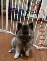 Rocco, a male Keeshond for sale in Pine Grove, PA – 3 of 4
