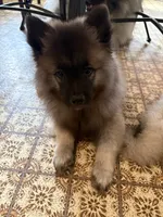 Rocco, a male Keeshond for sale in Pine Grove, PA – 4 of 4