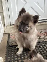 Rocco, a male Keeshond for sale in Pine Grove, PA – 2 of 4