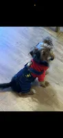 Keiser Henry , a male Yorkshire Terrier for sale in Fort Benning, GA – 3 of 3