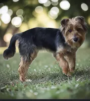 Keiser Henry , a male Yorkshire Terrier for sale in Fort Benning, GA – 2 of 3