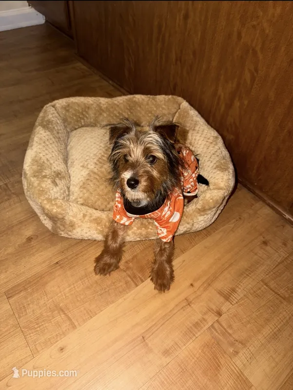 Keiser Henry  – Yorkshire Terrier puppy for sale in Fort Benning, GA
