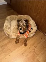 Keiser Henry , a male Yorkshire Terrier for sale in Fort Benning, GA – 1 of 3