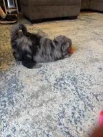 Payton Blue Eyes, a female Miniature Aussiedoodle for sale in Greenwood, AR – Photo 4 of 4