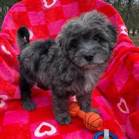 Payton Blue Eyes, a female Miniature Aussiedoodle for sale in Greenwood, AR – Photo 1 of 4