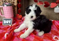 Brecken Blue Eye, a male Miniature Aussiedoodle for sale in Greenwood, AR – Photo 6 of 8