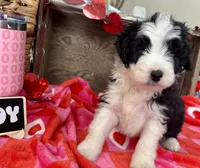 Brecken Blue Eye, a male Miniature Aussiedoodle for sale in Greenwood, AR – Photo 7 of 8