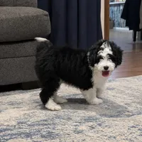 Brecken Blue Eye, a male Miniature Aussiedoodle for sale in Greenwood, AR – Photo 3 of 8