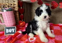 Brecken Blue Eye, a male Miniature Aussiedoodle for sale in Greenwood, AR – Photo 5 of 8