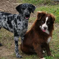 Brecken Blue Eye, a male Miniature Aussiedoodle for sale in Greenwood, AR – Photo 8 of 8