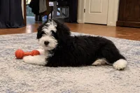 Brecken Blue Eye, a male Miniature Aussiedoodle for sale in Greenwood, AR – Photo 2 of 8