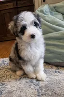 Josie, a female Miniature Aussiedoodle for sale in Greenwood, AR – Photo 2 of 4