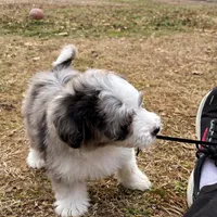 Josie, a female Miniature Aussiedoodle for sale in Greenwood, AR – Photo 4 of 4