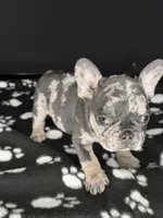GABBANA, a female French Bulldog for sale in Millville, NJ – Photo 2 of 7