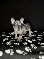 GABBANA, a female French Bulldog for sale in Millville, NJ – Photo 4 of 7