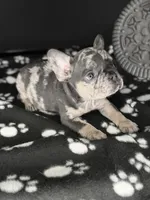 GABBANA, a female French Bulldog for sale in Millville, NJ – Photo 3 of 7