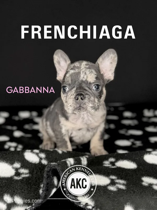 GABBANA – French Bulldog puppy for sale in Millville, NJ