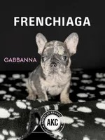 GABBANA, a female French Bulldog for sale in Millville, NJ – Photo 1 of 7