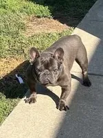 GABBANA, a female French Bulldog for sale in Millville, NJ – Photo 7 of 7