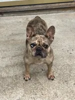 GABBANA, a female French Bulldog for sale in Millville, NJ – Photo 6 of 7