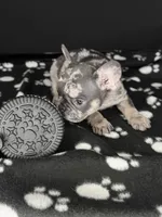 GABBANA, a female French Bulldog for sale in Millville, NJ – Photo 5 of 7