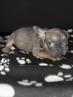 COCO, a female French Bulldog for sale in Millville, NJ – Photo 3 of 7