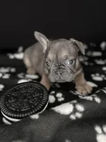 COCO, a female French Bulldog for sale in Millville, NJ – Photo 4 of 7