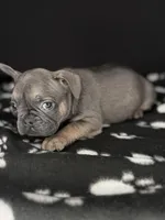 COCO, a female French Bulldog for sale in Millville, NJ – Photo 2 of 7