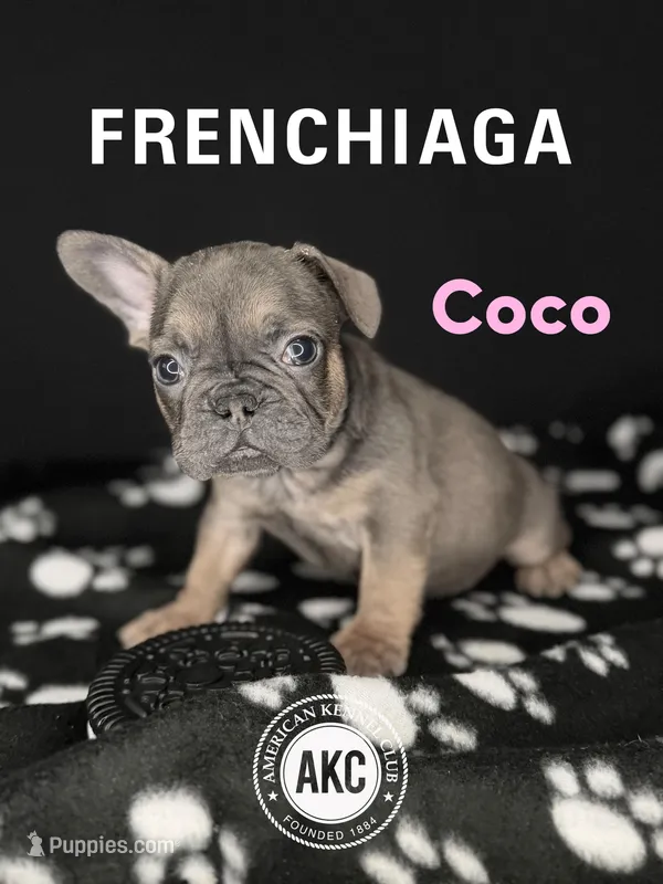 COCO – French Bulldog puppy for sale in Millville, NJ