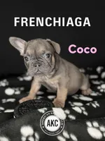 COCO, a female French Bulldog for sale in Millville, NJ – Photo 1 of 7