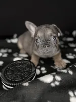 COCO, a female French Bulldog for sale in Millville, NJ – Photo 5 of 7