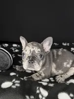 DOLCE, a female French Bulldog for sale in Millville, NJ – Photo 2 of 8