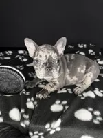 DOLCE, a female French Bulldog for sale in Millville, NJ – Photo 6 of 8