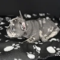 DOLCE, a female French Bulldog for sale in Millville, NJ – Photo 4 of 8