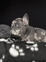 DOLCE, a female French Bulldog for sale in Millville, NJ – Photo 3 of 8