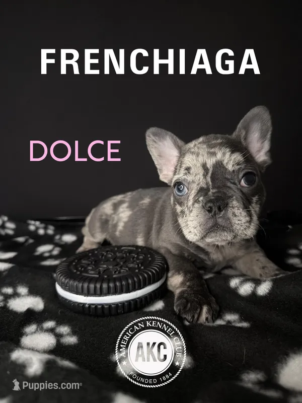 DOLCE – French Bulldog puppy for sale in Millville, NJ