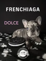 DOLCE, a female French Bulldog for sale in Millville, NJ – Photo 1 of 8