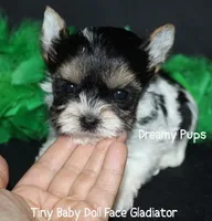 AKC Tiny Extreme Baby Doll Face Gladiator, a male Biewer for sale in Kennesaw, GA – 5 of 7