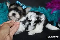 AKC Tiny Extreme Baby Doll Face Gladiator, a male Biewer for sale in Kennesaw, GA – 2 of 7