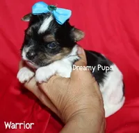 AKC Warrior, a male Biewer for sale in Kennesaw, GA – 2 of 2
