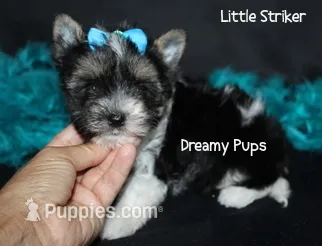 AKC Tiny Striker – Biewer puppy for sale in Kennesaw, GA