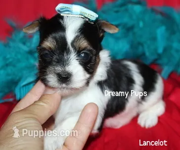 AKC Tiny Lancelot – Biewer puppy for sale in Kennesaw, GA