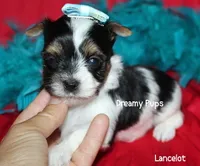 AKC Tiny Lancelot charting 3 lbs, a male Biewer for sale in Kennesaw, GA – 1 of 3