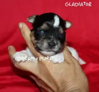 AKC Tiny Gladiator, a male Biewer for sale in Kennesaw, GA – 2 of 2