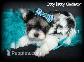 AKC Tiny Extreme Baby Doll Face Gladiator, a male Biewer for sale in Kennesaw, GA – 1 of 7