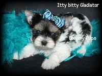 AKC Tiny Extreme Baby Doll Face Gladiator, a male Biewer for sale in Kennesaw, GA – 1 of 7